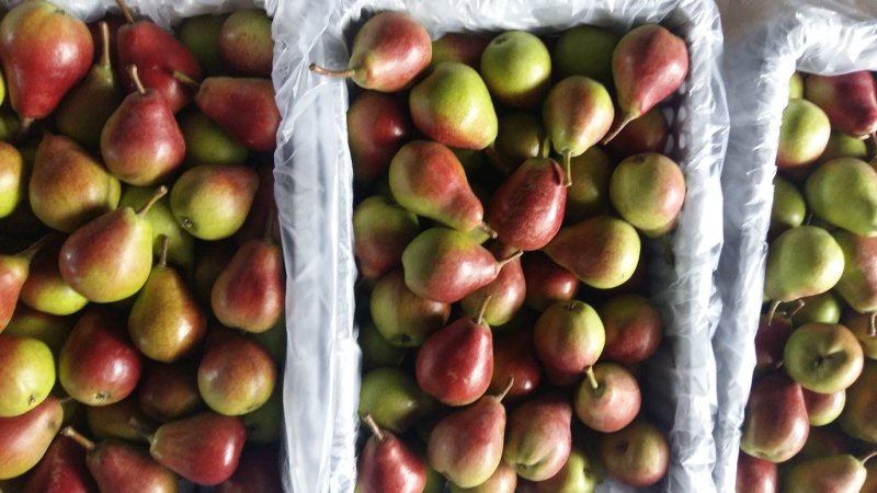 早红考密斯梨河南早红考密斯梨产地直供60