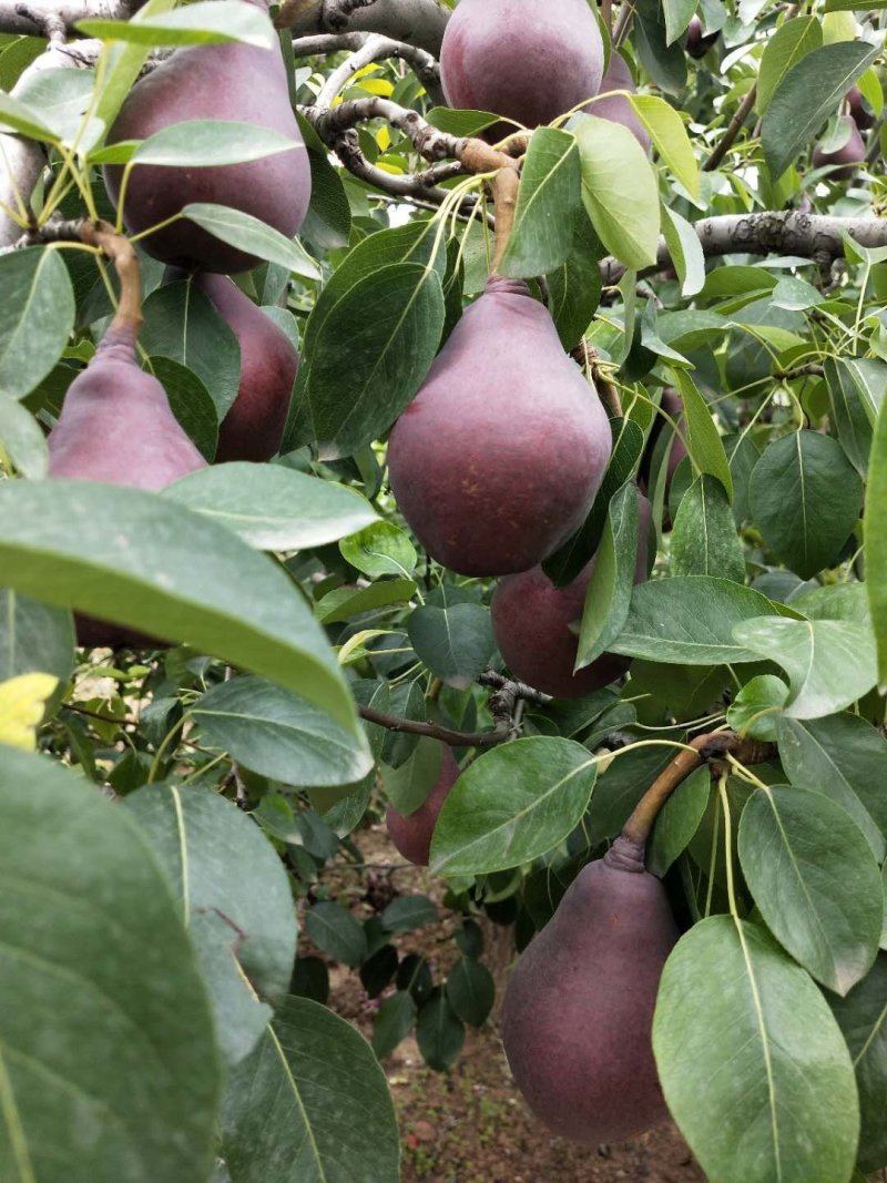 早红考密斯梨河南早红考密斯梨产地直供60