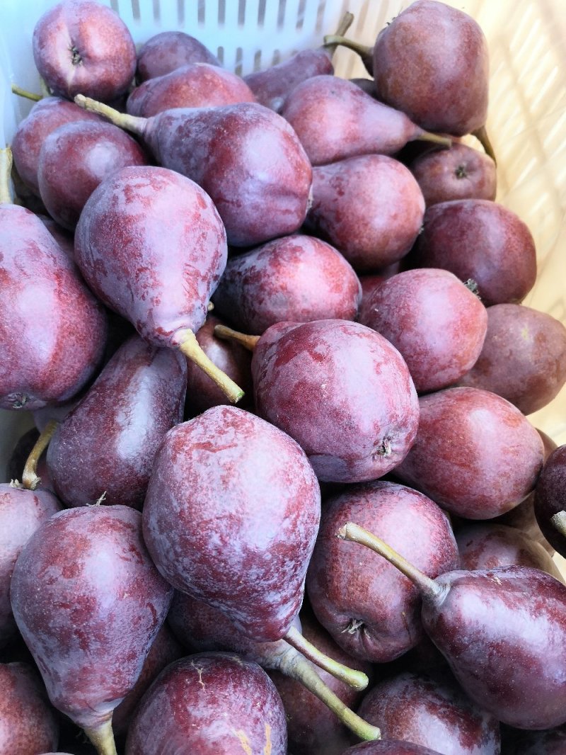 早红考密斯梨河南早红考密斯梨产地直供60