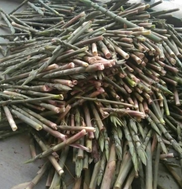 [竹笋批发]野生笔头笋价格2.00元/斤 - 一亩田