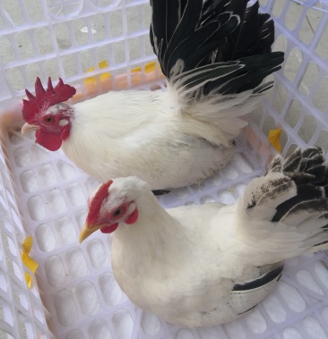 特种养殖 观赏鸡 土鸡 红玉鸡 乌鸡 芦花鸡