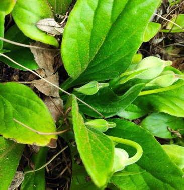 岩白菜现找现挖野生的提前说