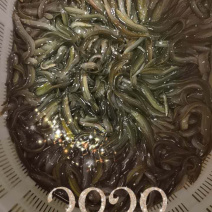 【热销中】精品泥鳅，欢迎选购买