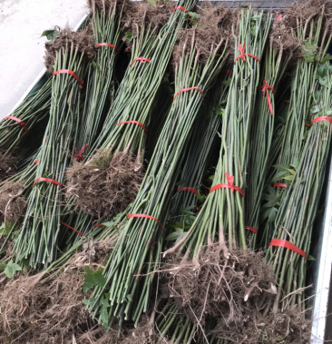 青枫苗木青枫苗青枫树青枫小苗~青枫树苗青枫杆枫树苗 直销