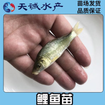广东优质鲤鱼苗建鲤鱼苗鲤鱼水花优质快大产地直供