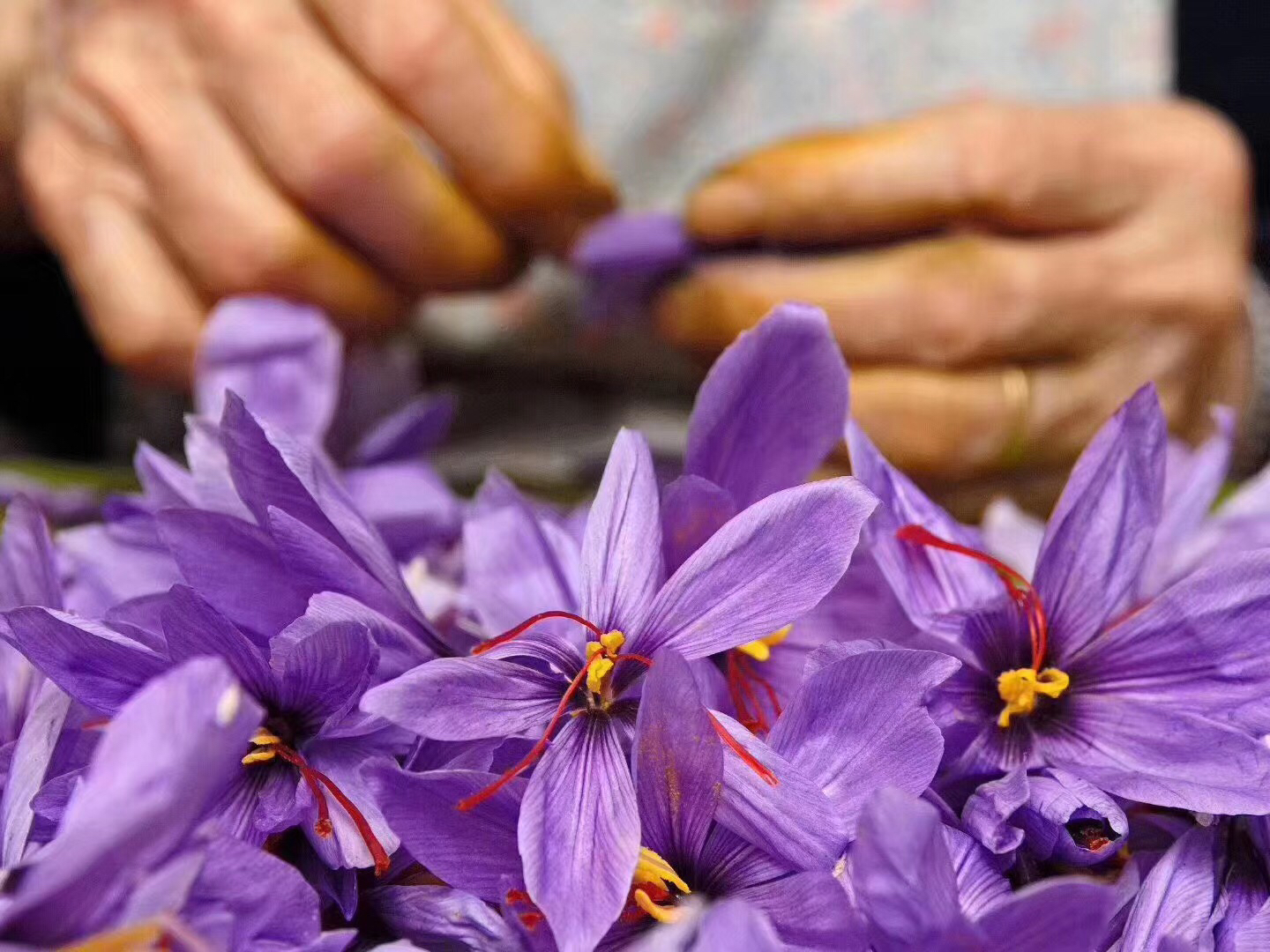 ‘红双喜’鲜花特写镜头