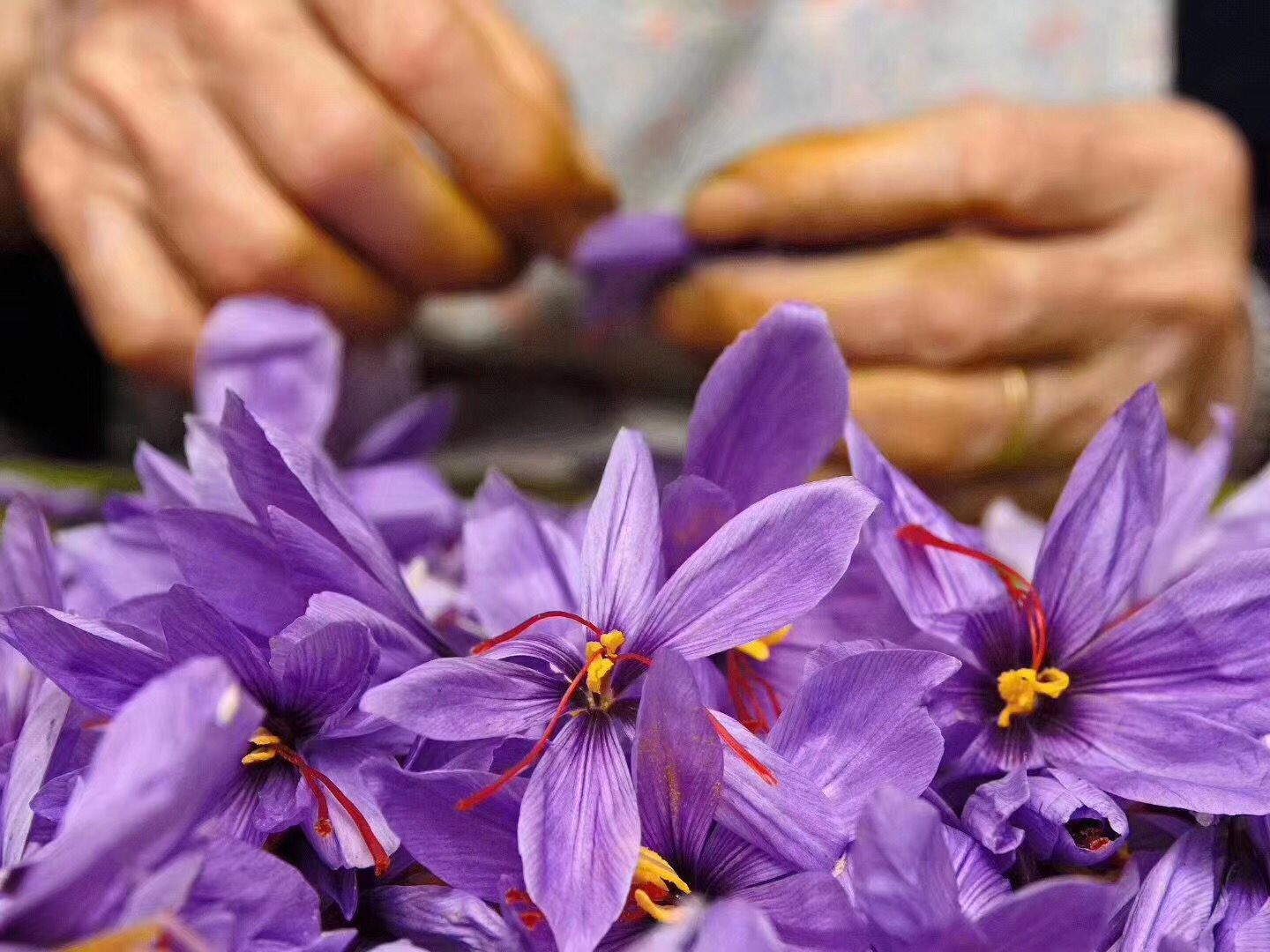 人工授粉操作示意图