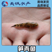 广东笋壳鱼苗竹壳鱼苗沙塘鳢鱼苗泰笋鱼苗杂交笋壳鱼苗