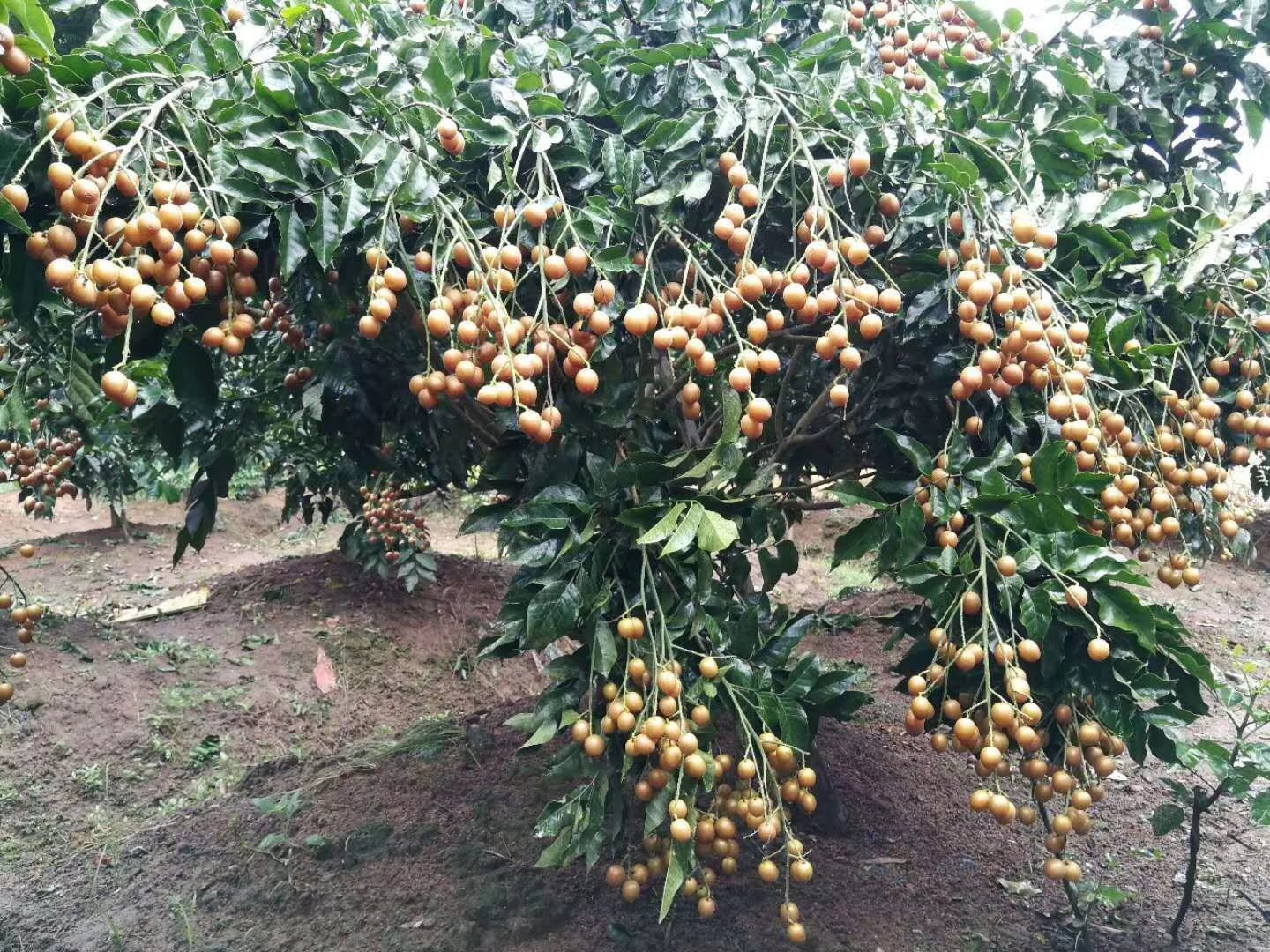 [黄皮果苗批发]黑黄皮苗(又名黑金刚)裸根苗,杯苗,浦北县黑黄皮原产地