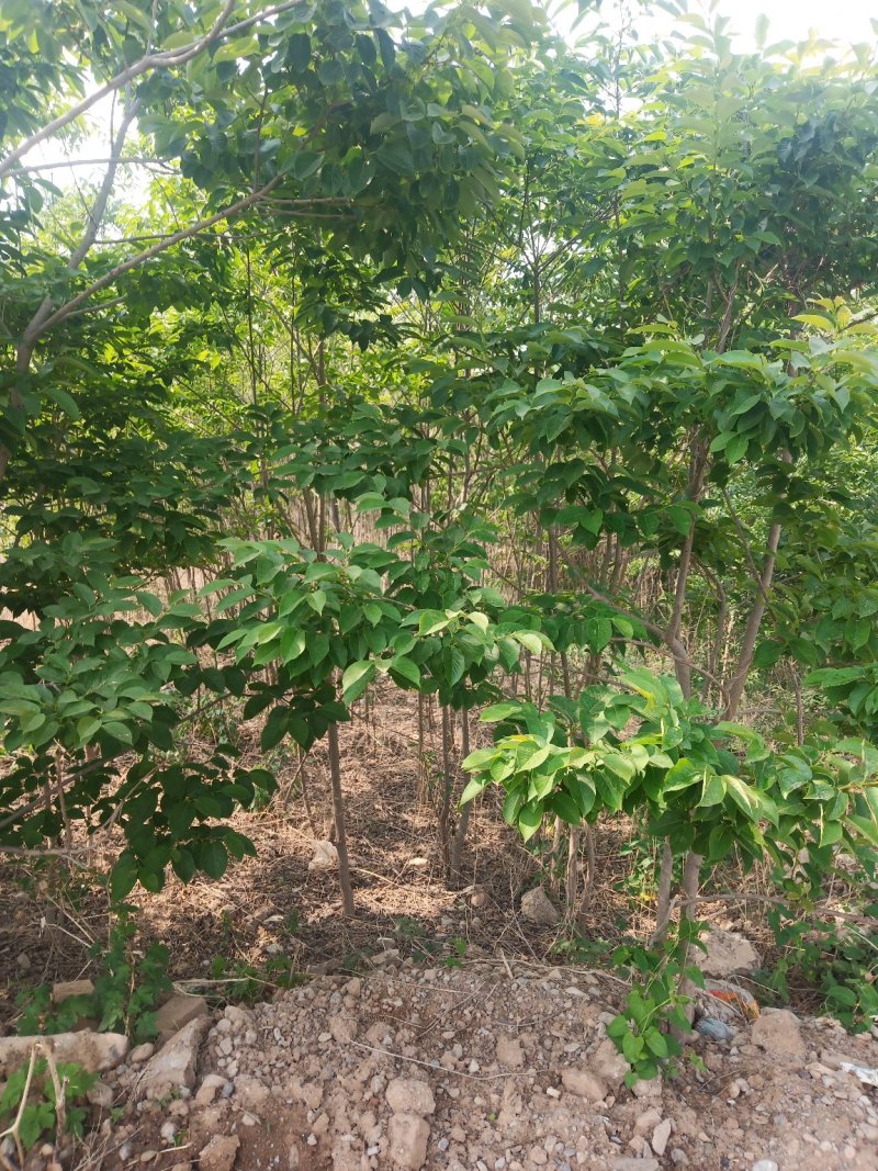 黑枣树黑枣苗各种规格