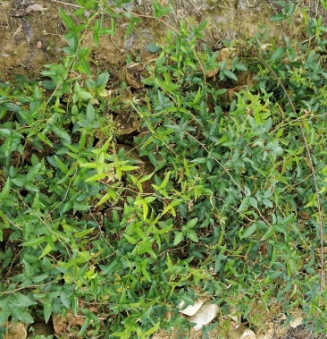 [批发]金樱子苗价格6.00元/棵 - 一亩田