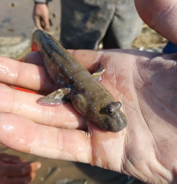 [跳跳鱼批发]跳跳鱼价格25.00元/斤 - 一亩田