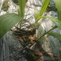移栽了两年紫花三叉大白芨苗出售，绝对自己农场基地一手货。