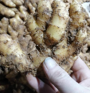 山东小姜 山东生姜产地直销 全国物流发货