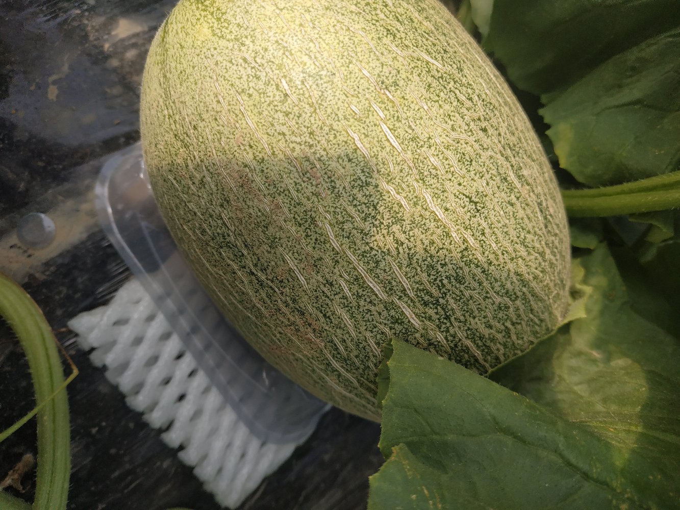 一颗成熟的翠梨甜瓜放置在木质托盘上,果皮呈淡黄绿色,表面光滑带有轻微网纹,瓜形圆润略扁,旁边切开一半展示内部洁白紧实的果肉与细小的中心腔,背景为田园农场环境,阳光柔和 翠梨甜瓜整体外观特写