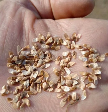 东北辽宁丹东北沙参山地瓜四叶参种子