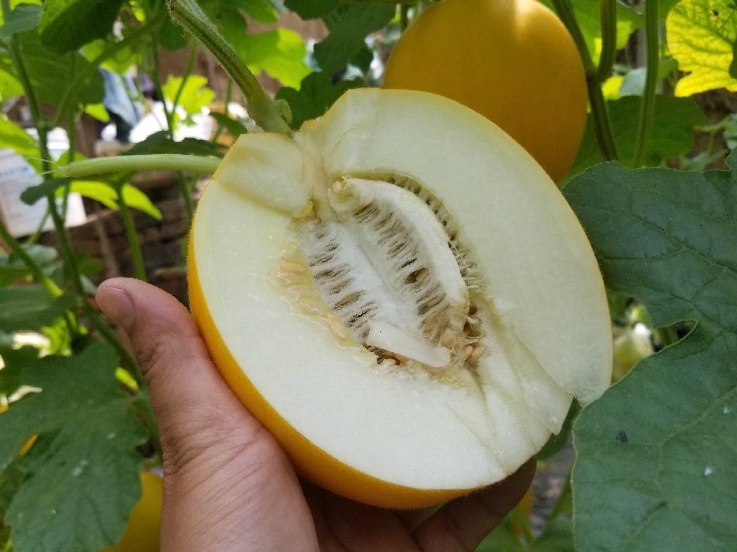 玉菇甜瓜剖面特写