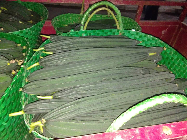 一根新鲜的丝瓜,表皮翠绿,带有水珠,展现出自然的生机与健康 丝瓜特写