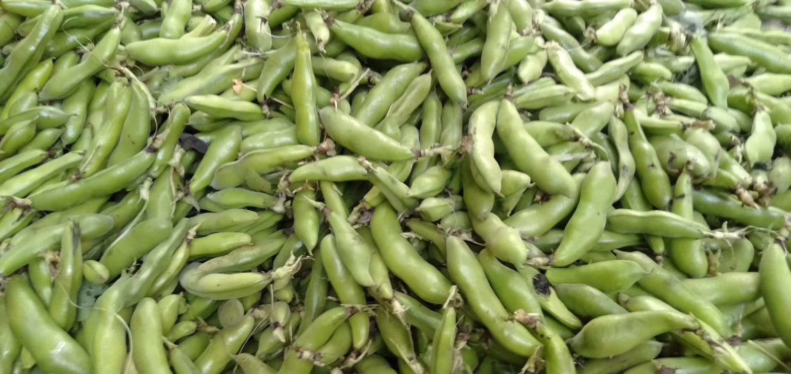 绿心蚕豆在豆荚中逐渐形成绿色中心的过程,豆粒由青绿色逐渐转为成熟后的深绿色中心 绿心蚕豆的形成过程