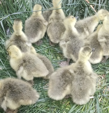 纯种脱温朗德鹅苗出壳鹅苗种蛋青年鹅