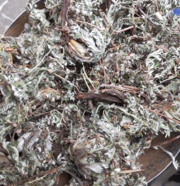 委陵菜北子草白翁一公斤起发产地直销可代打粉