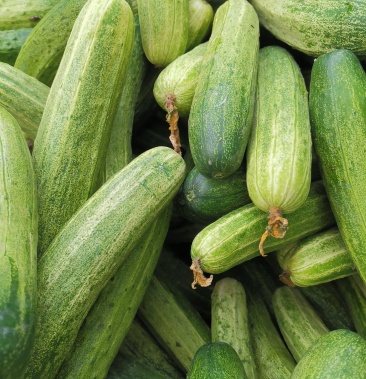 [黄瓜批发]四川土黄瓜价格0.60元/斤 - 一亩田