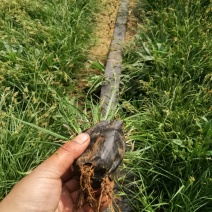 山东青绿苔草杯苗大量供应