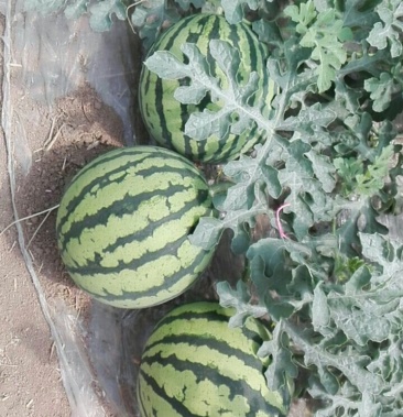 [8424西瓜批发]半截楼8424精品瓜价格1.68元/斤 - 一亩田