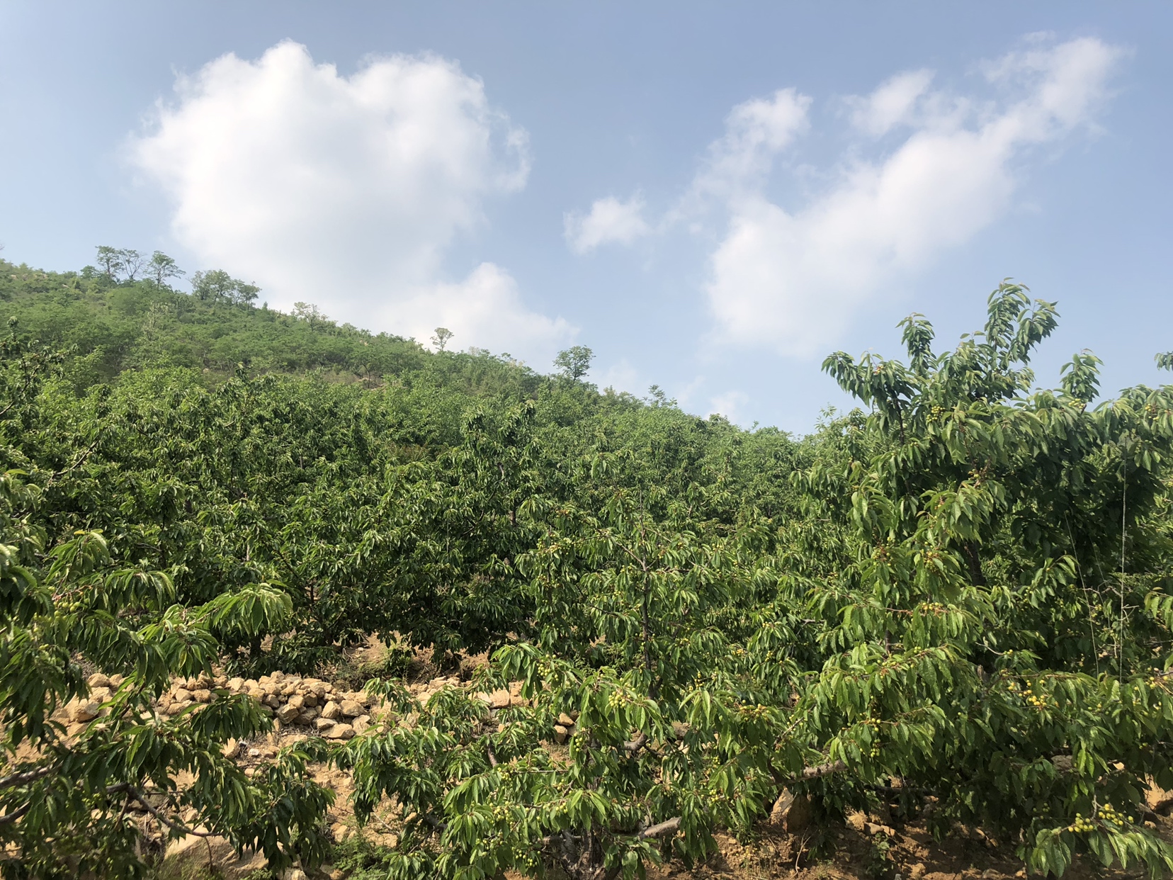红灯樱桃果园航拍全景图