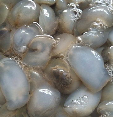 泥螺泥溜子鲜活发货江苏连云港海头直发