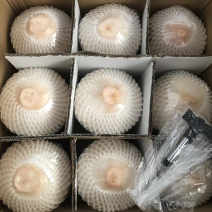 海南文昌椰青9个装送开椰神器+吸管