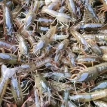 虾苗盱眙龙虾苗塘口青苗直供技术指导实地考察机打发票