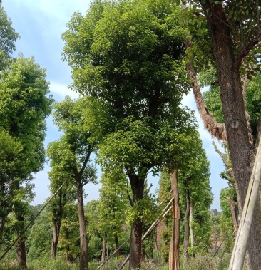 湖南宁益苗木合作社基地直销18至110公分骨架移植香樟