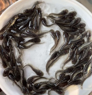 很漂亮的大口鰱魚苗,魚場直銷,飼養殖簡單,生長速度快