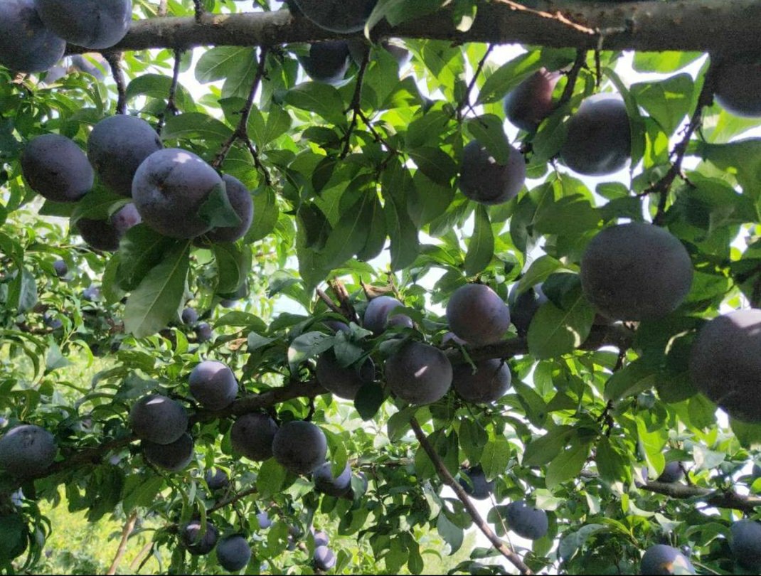 黑宝石李子果园
