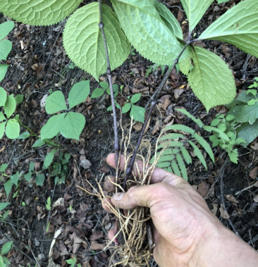 [四叶莲批发]四叶对四块瓦四叶莲干品500克28元5斤包邮价格28.