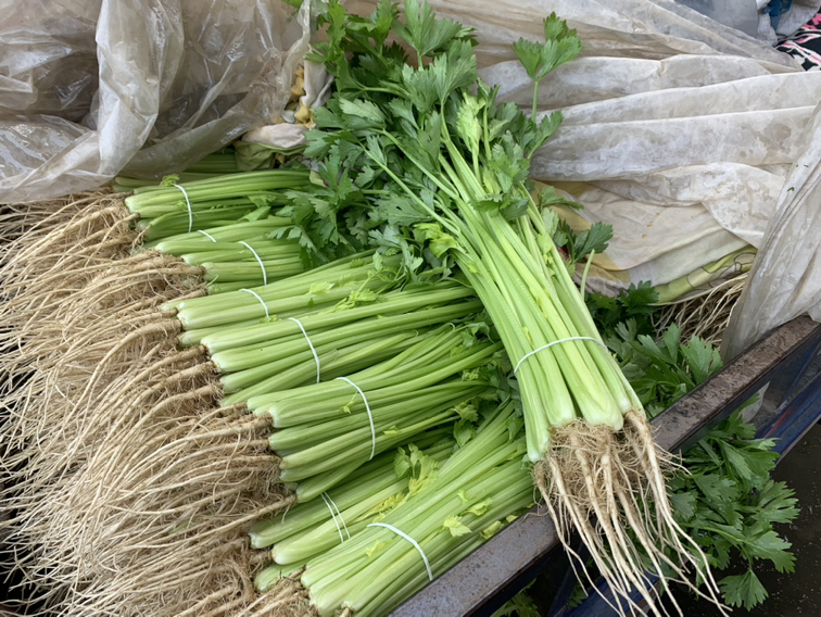 山芹菜的选购与保存方式示意图