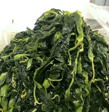 海带嫩苗,海带苗,海带,昆布苗,海带芽.干海带,海带结
