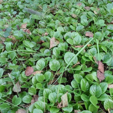 鹿衔草又名鹿含草,东北产地直销,有量你就来,实力代购6月