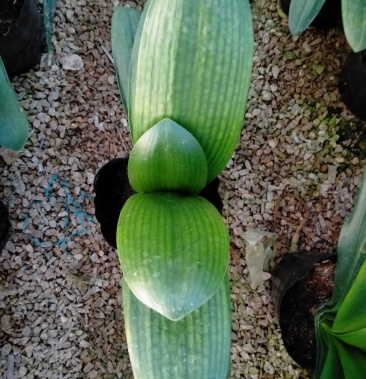 老花匠油匠君子兰花盆景盆栽基地直销原盒发货不掺假