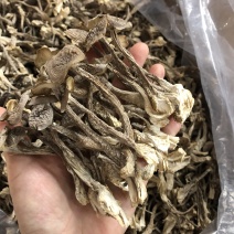 鹿茸菇