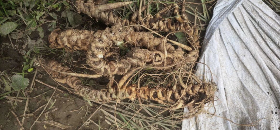 新鲜三七实物图