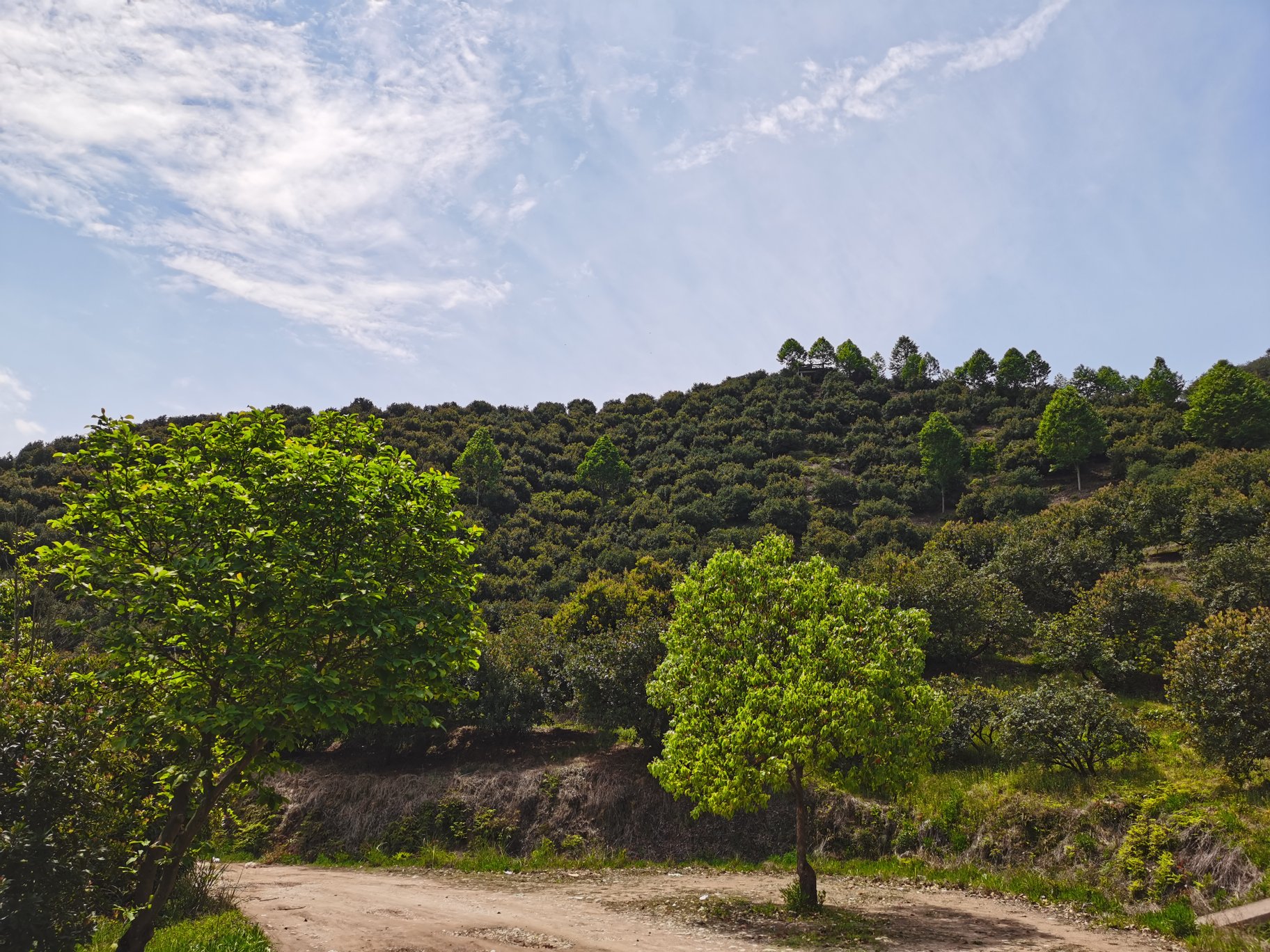 东魁杨梅始祖树全景