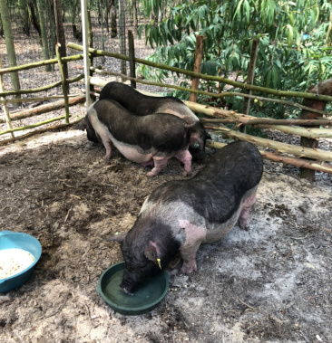 00元/头 - 一亩田