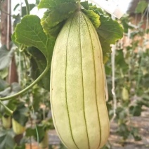 高石脆瓜