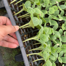 香芋南瓜香味浓郁粉又甜南瓜苗子新鲜蔬菜绿贝贝板栗味