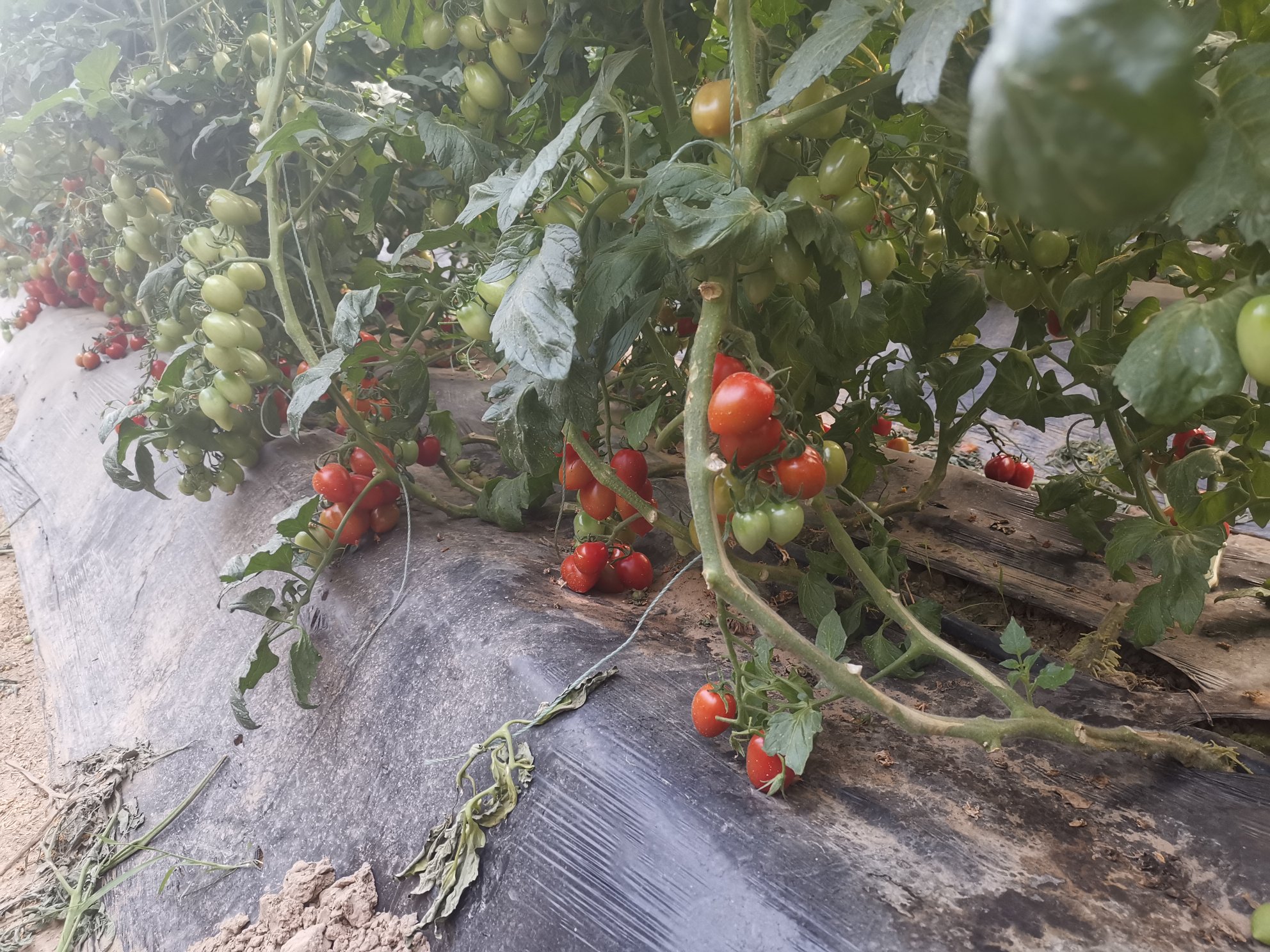 游客在阳光温室中采摘紫晶圣女果,孩子手持小篮子兴奋地挑选紫色果实,背景为整齐排列的吊蔓栽培植株,体现农业观光与休闲采摘结合的新型经营模式 紫晶圣女果采摘园场景