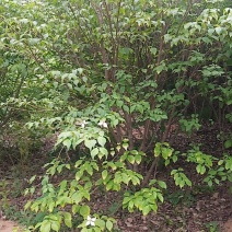 四照花，高2米到3.5高货源充足