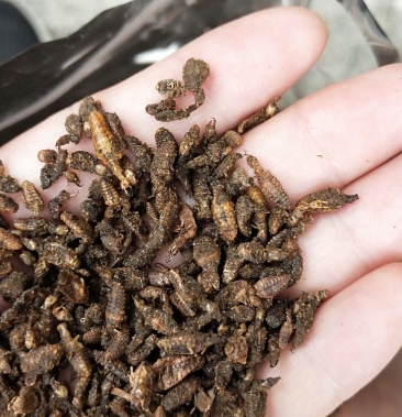 [金沙牛批发]金沙牛,清水货,无沙,100克起批价格5100.00元/斤 - 一亩