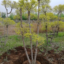 辽宁开原金叶榆造型树繁育基地规格齐全质量保证全国发货